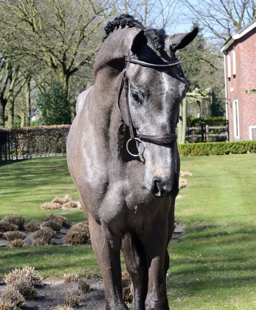 Succes H - Premium Show Jumping Horse